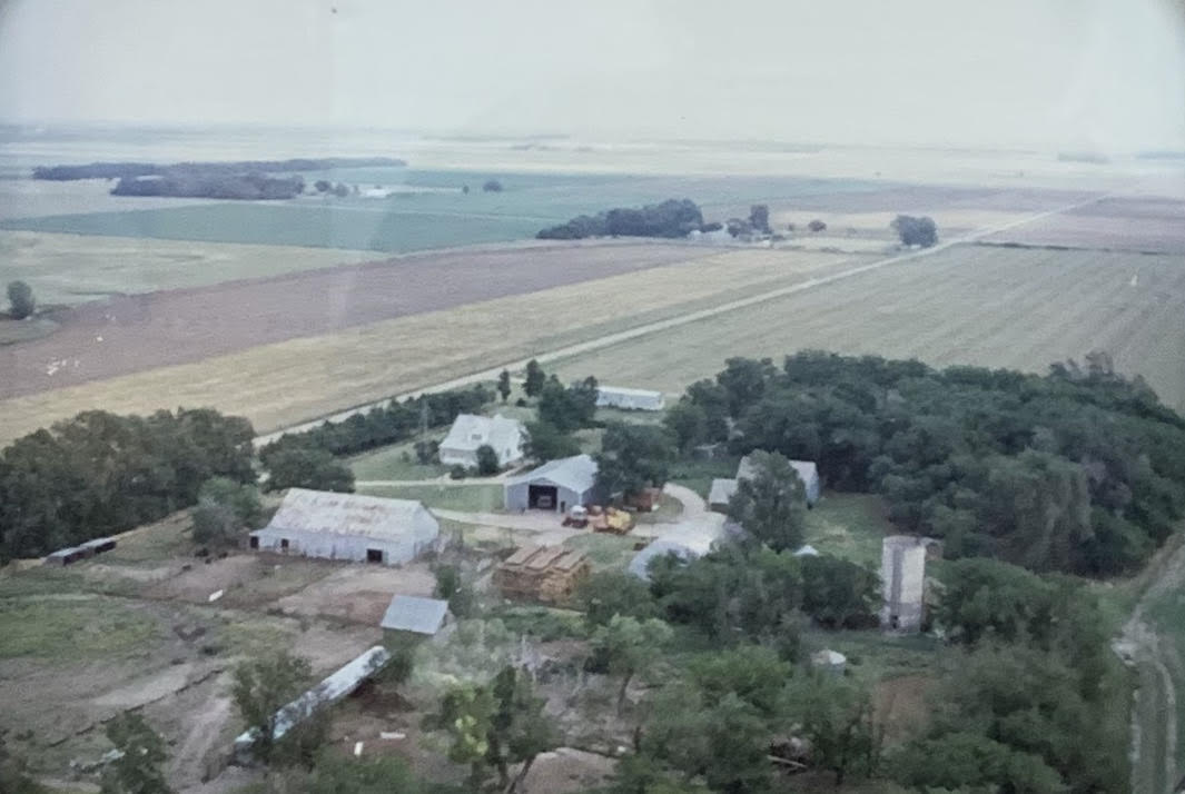 Wheat, pasture, and the windbreak that still stands.